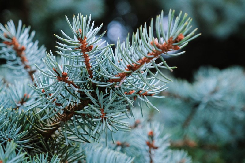 Detailed image of blue spruce needles showcasing natural beauty in a garden setting.