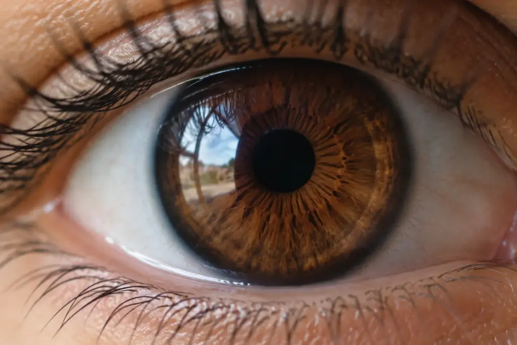 Close-up of a deep brown eye with dark radial fibres