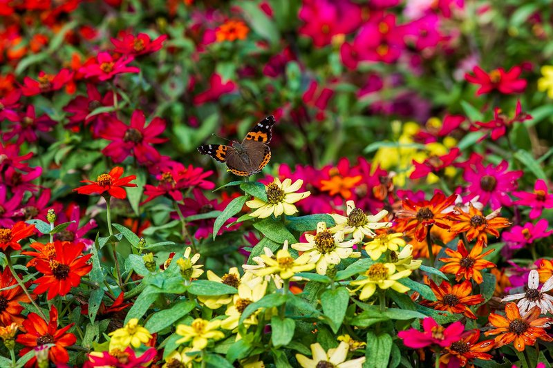 A vibrant butterfly perched on colorful flowers in a Taipei garden, showcasing nature's beauty.