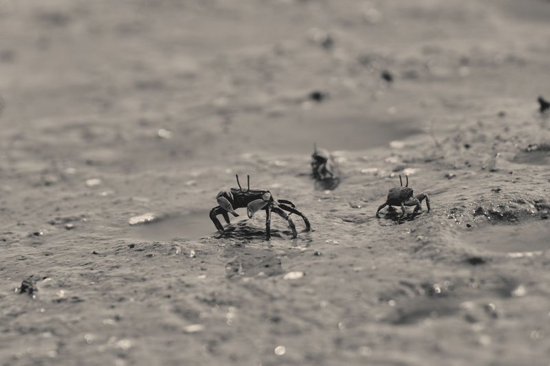 Close-up of small crabs navigating the wet sands of a seashore, capturing coastal wildlife in detail.