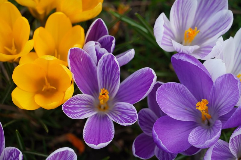 Close-up of vibrant purple and yellow crocuses in a blooming garden during spring.