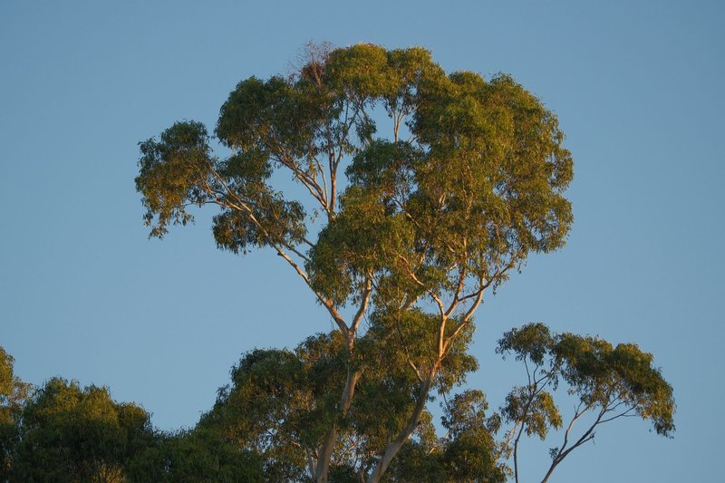 A tall eucalyptus tree reaching high into a clear blue sky, captured in natural light.