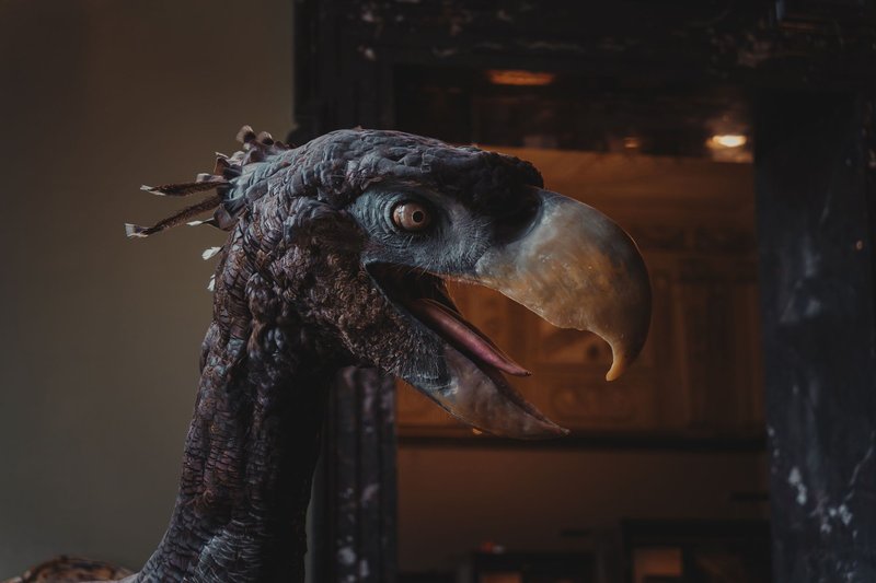 Detailed view of a fossil bird sculpture displayed indoors at a museum in Vienna.