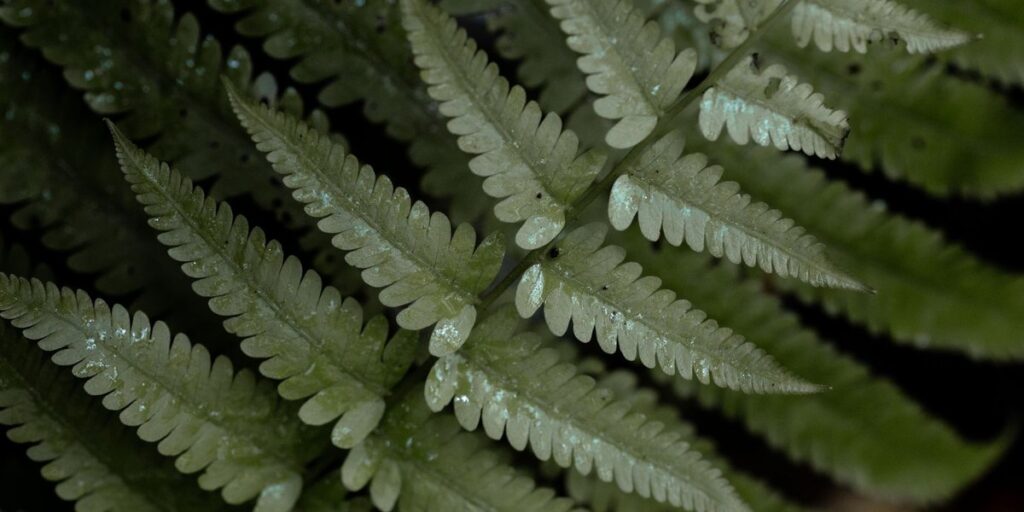 Non-Flowering Plants: Mosses, Ferns, Conifers and More - 33Science