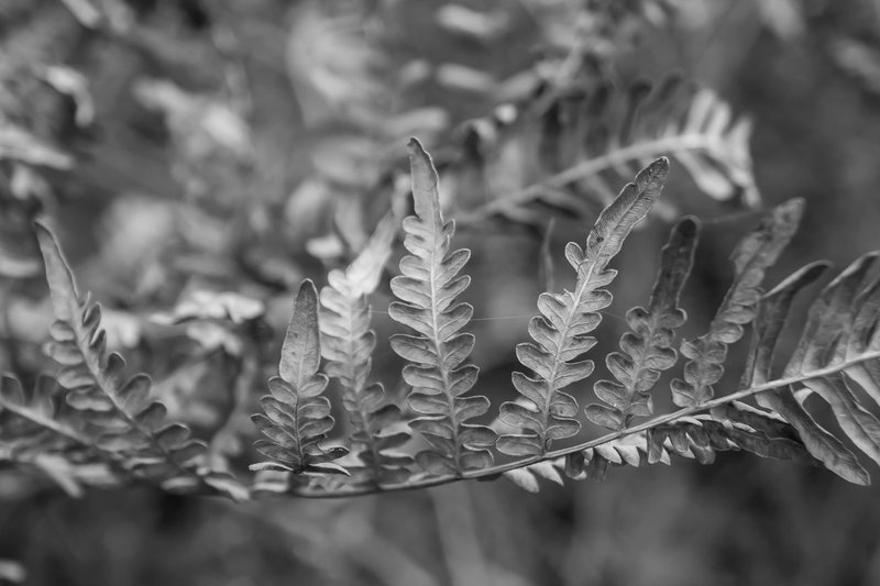 Artistic monochrome image of intricate fern leaves in nature.