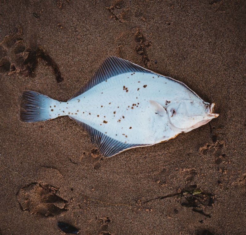 Flatfish resting on sand reveals coastal marine life interaction.