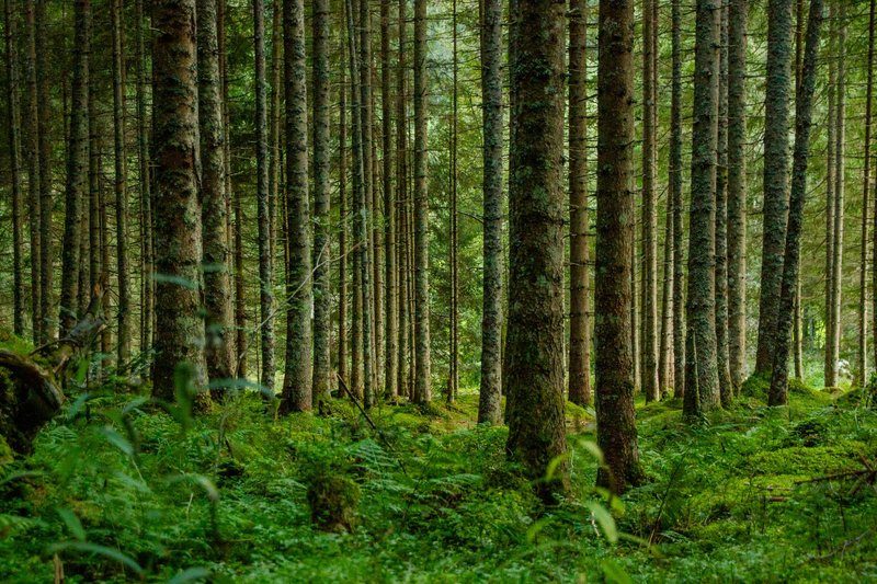 Lush green forest with tall, straight trees creating a peaceful and serene atmosphere.