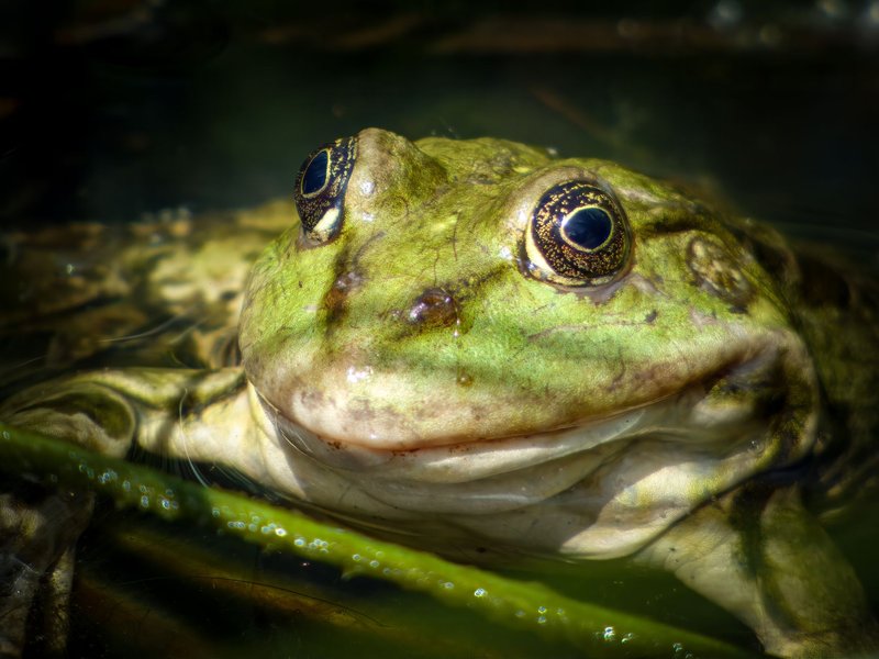 An intimate look at a green frog in its aquatic environment, showcasing rich detail and texture.