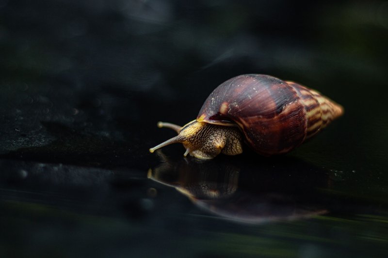 Macro shot of an African Giant Land Snail on a reflective surface, showcasing detailed textures.