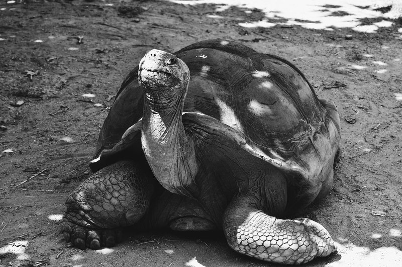 Black and white portrait of a giant tortoise resting outdoors in natural light.