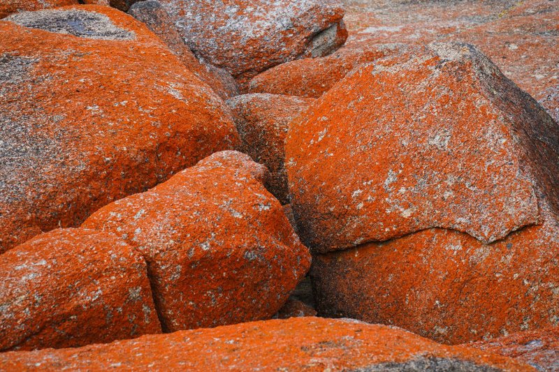 Close-up of vibrant orange granite boulders at Bicheno, Tasmania, showcasing unique natural textures.