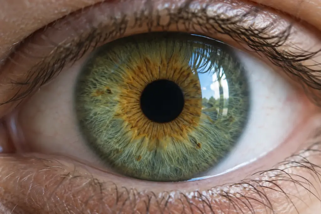Close-up of a green eye with a gold ring around the pupil fading to sage green