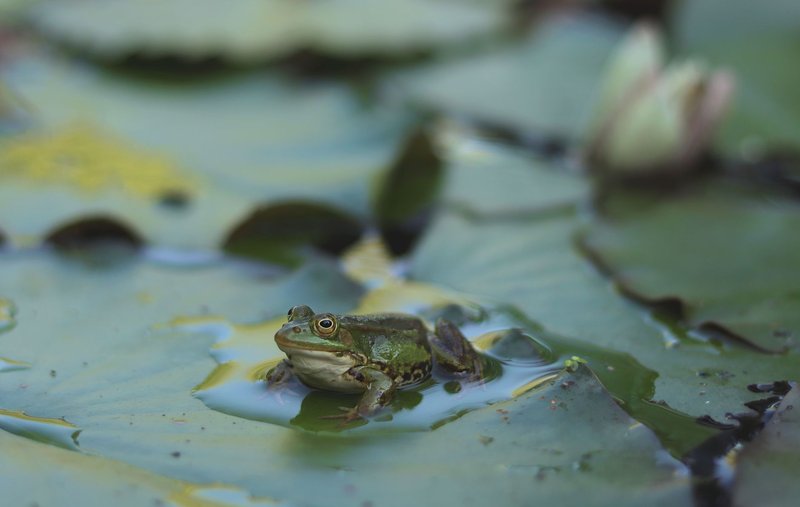 Close-up of a frog sitting on a lily pad in a pond, showcasing serene nature.