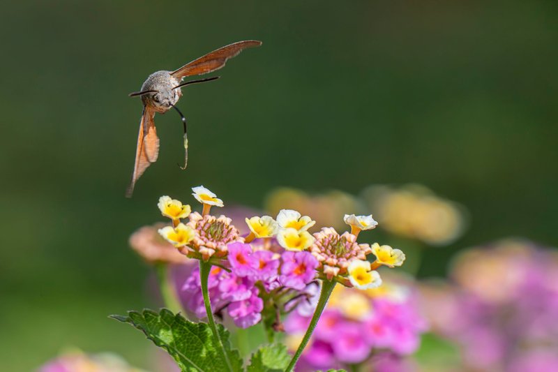 A close-up shot of a hummingbird hawk-moth feeding on vibrant lantana flowers in a garden setting.