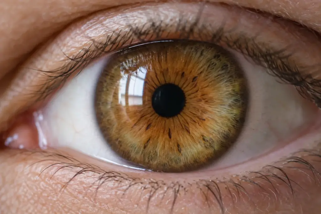 Close-up of a hazel eye: light brown and amber iris with a hint of olive green at the edge