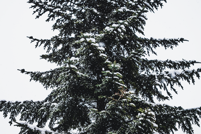 Close-up of a snow-covered hemlock tree branch during winter in Poland.