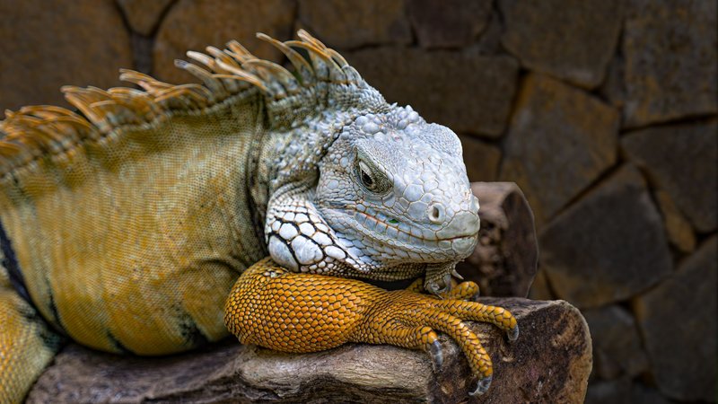 Detailed close-up of an iguana resting on a rock, showcasing its textured scales and vibrant colors.
