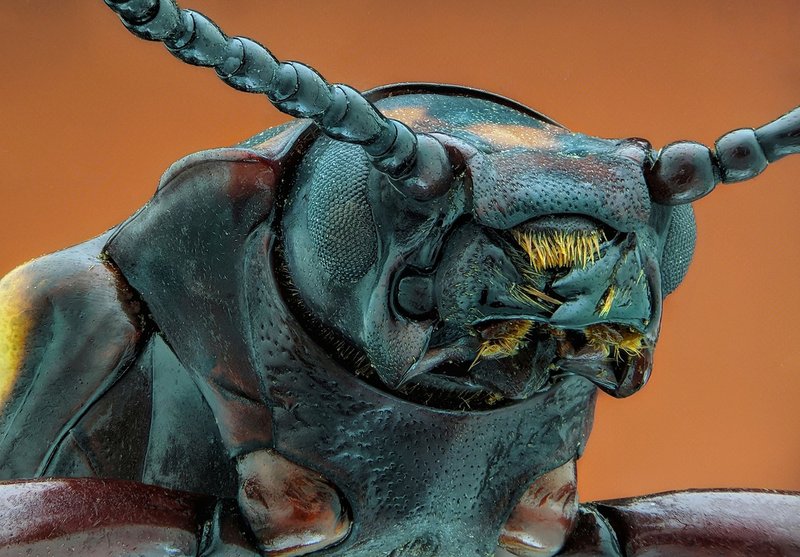 Extreme close-up of a beetle showcasing its intricate antennae and skin texture.