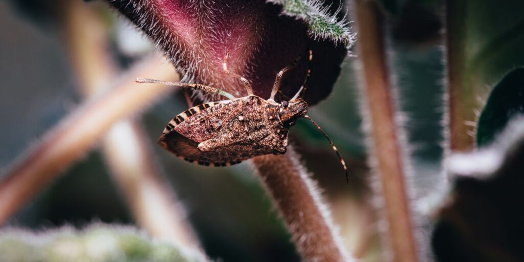 25 Examples of Invasive Species and How They Spread - 33Science