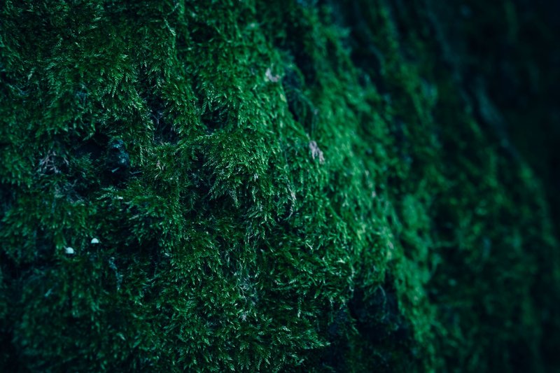 Closeup of lush, dark green moss texture on tree bark, creating a moody nature scene.