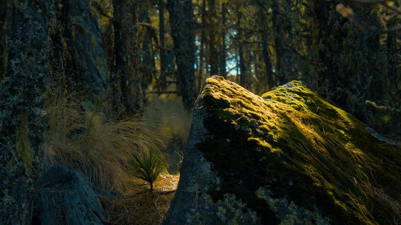 Sunlit moss-covered rock in dense forest at Perote, Veracruz.