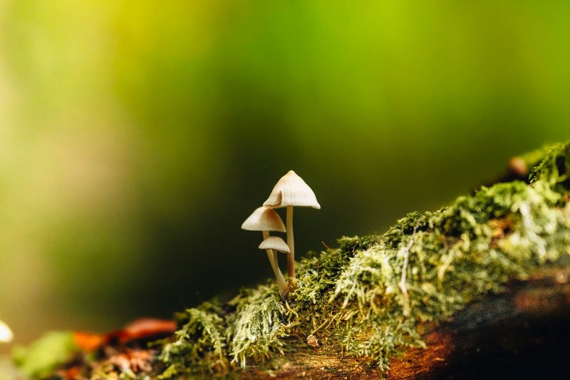 Two delicate mushrooms growing on a moss-covered log in a serene forest setting.