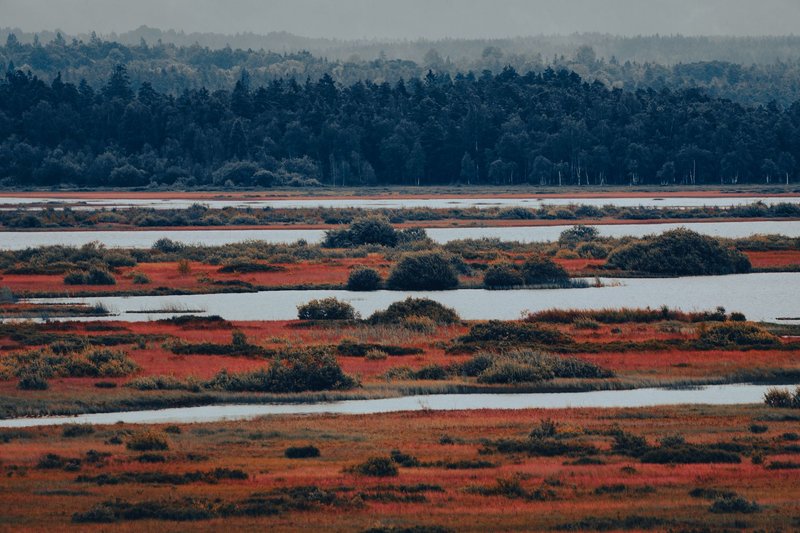Explore the serene beauty of an autumn wetlands landscape with vibrant red hues and tranquil waters.