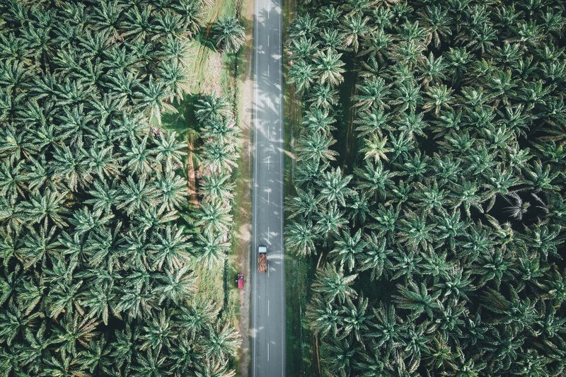 A stunning aerial view of a road cutting through a lush palm plantation in Chukai, Terengganu, Malaysia.