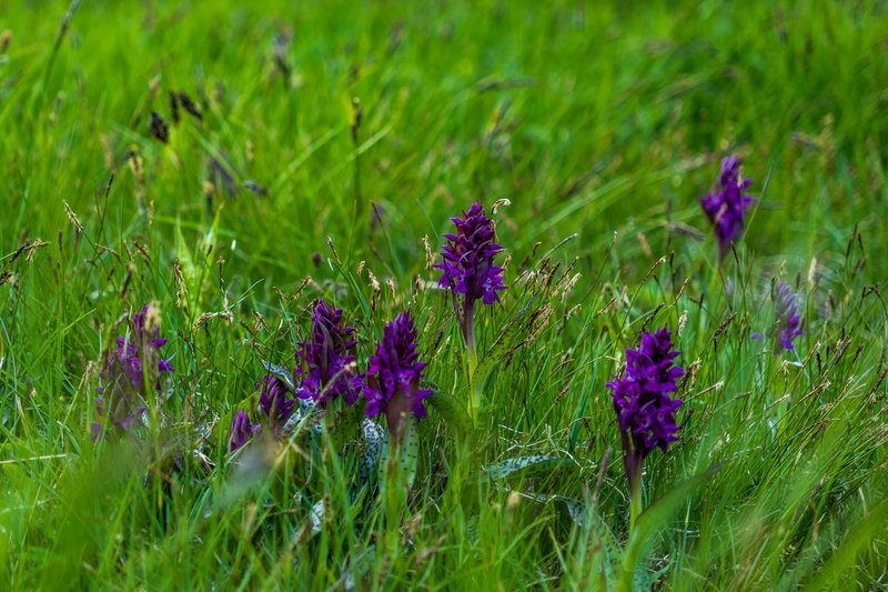 Close-up of vibrant purple wildflowers in a lush green meadow in Livigno, Lombardia.