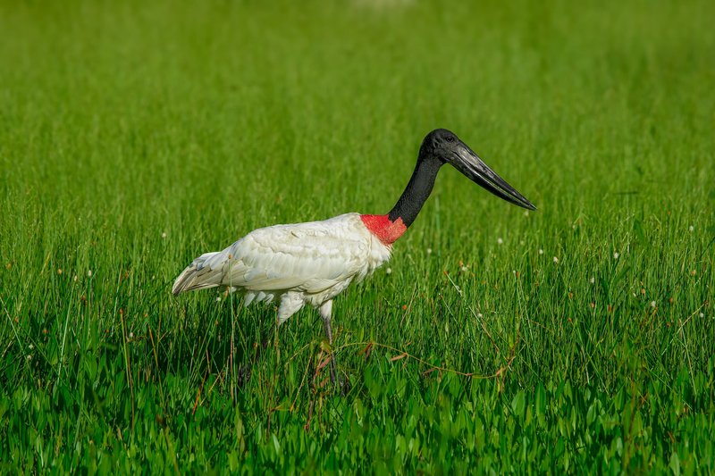A majestic Jabiru stork with black beak and red throat walks elegantly through a vibrant green field.