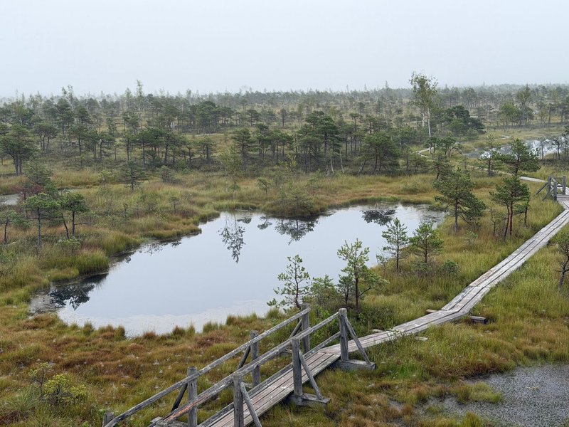Tranquil view of Kemeri National Park's boardwalk over a misty bog landscape.