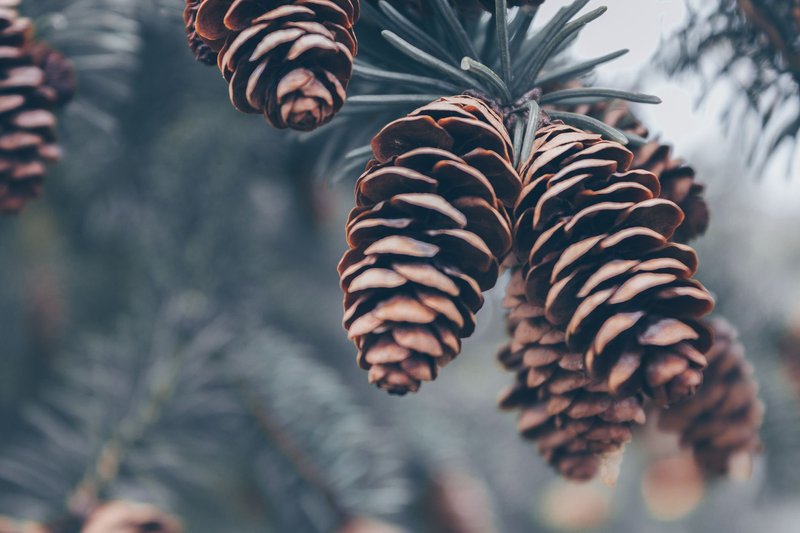 Detailed view of pine cones hanging from an evergreen tree branch, emphasizing nature's texture.