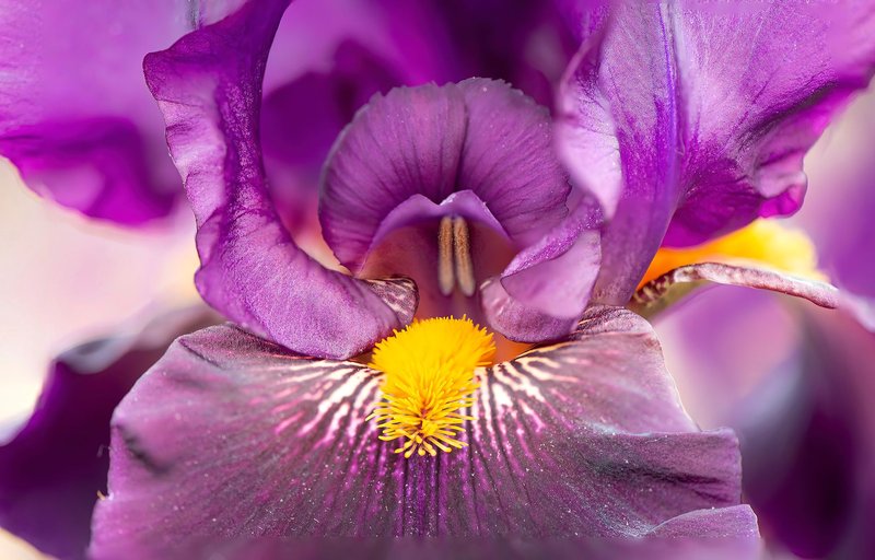 Detailed macro shot of a blooming purple bearded iris, showcasing intricate petals and stamen.