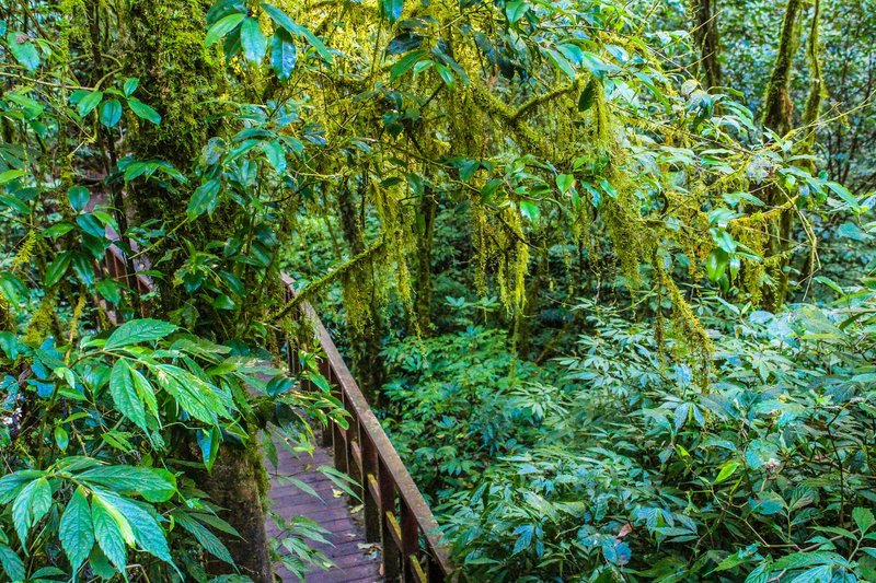 Discover the serene beauty of a tropical jungle pathway surrounded by lush green foliage.