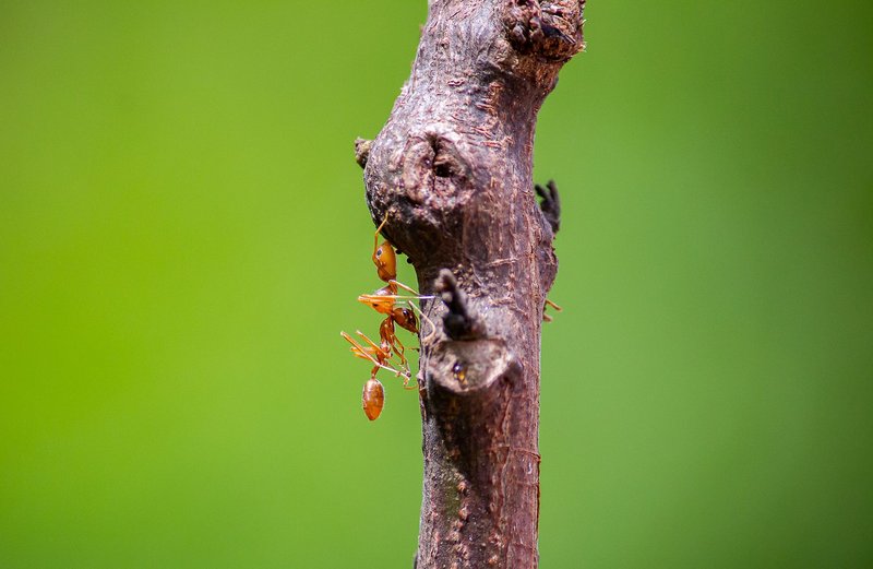 Detailed macro shot of red ants crawling on a tree branch against a green background.