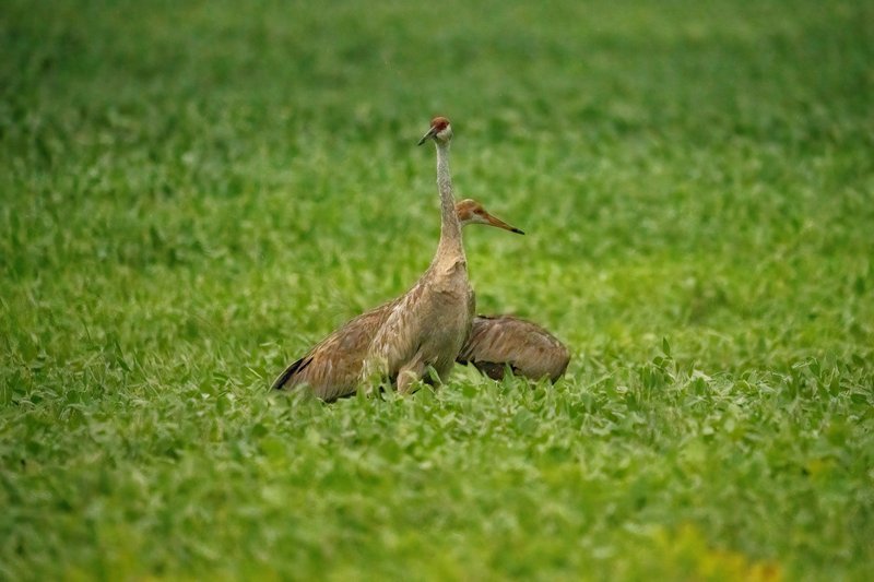 A pair of Sandhill Cranes stands gracefully amidst vibrant green grass in Minnesota.