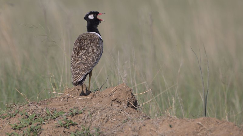 A Northern Black Korhaan calls out in the grasslands of Rietvlei Nature Reserve, South Africa.