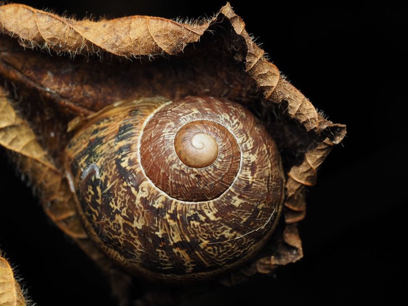 Detailed macro photo of a snail shell with spiral pattern on a withered leaf, highlighting nature's intricate designs.