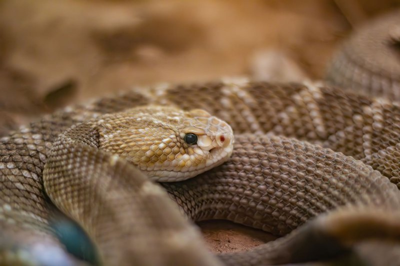 Detailed image of a rattlesnake coiled with textured scales and piercing eyes.