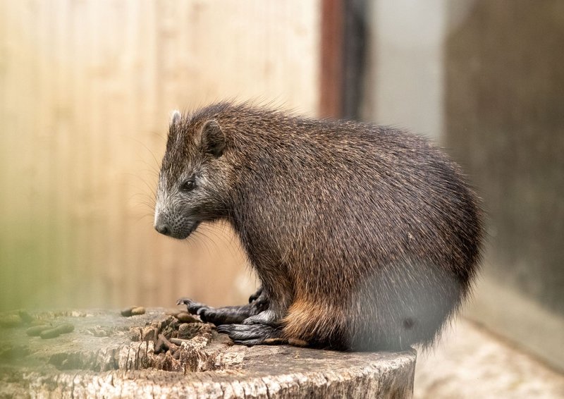 A detailed view of a rodent with coarse fur sitting on a tree stump indoors.