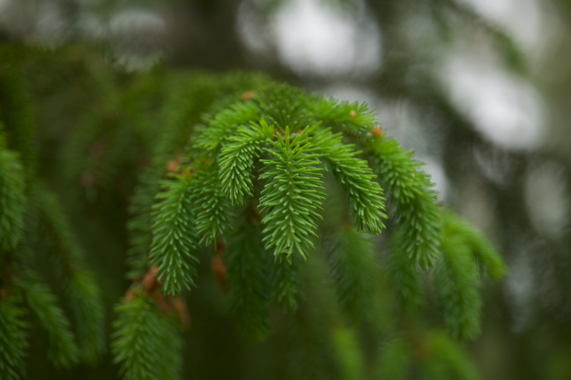 Detailed view of lush green spruce needles on branch, showcasing natural texture and vibrant color.