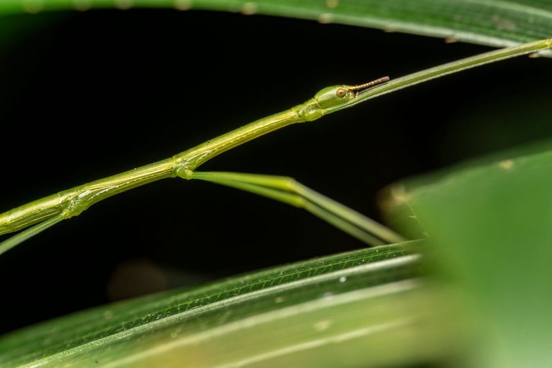 A detailed macro view of a green stick insect resting on a leaf.