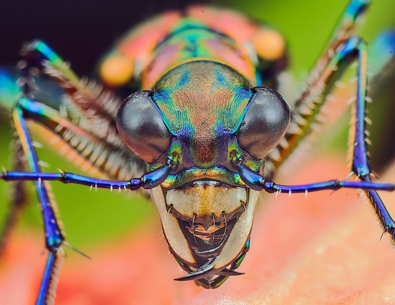 Macro photography of a green tiger beetle showcasing iridescent colors and detailed features.
