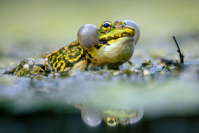 Detailed close-up of an edible frog with reflection in water, showcasing natural beauty.