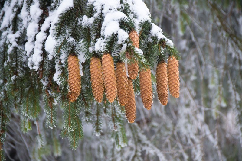 Close-up of snow-covered pine branches adorned with cones showcasing winter beauty.
