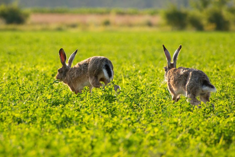 Two wild rabbits running through a vibrant green meadow, showcasing nature's beauty.
