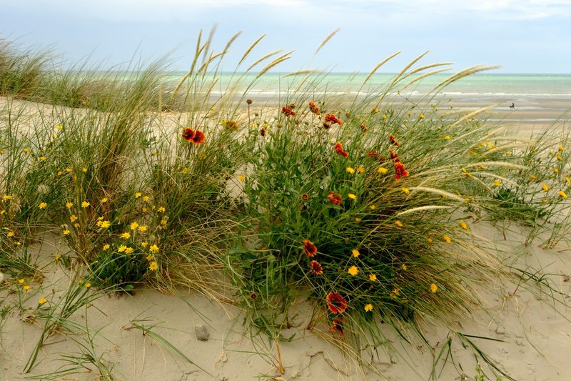 A serene view of wildflowers and dune grass on a sandy beach in Leffrinckoucke, France.