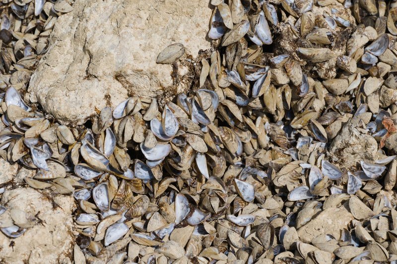 Detailed view of zebra mussel shells clustered over rocks, showcasing natural textures.